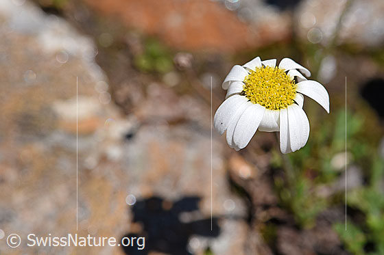 Foto: Gewöhnliche Alpenmargerite (Leucanthemopsis alpina). Blüten kurz vor dem verblühen.