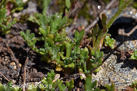 Foto: Gewöhnliche Alpenmargerite (Leucanthemopsis alpina). Blätter.