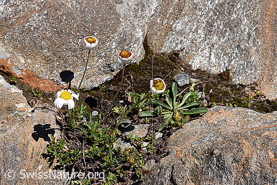 Foto: Gewöhnliche Alpenmargerite (Leucanthemopsis alpina). Ganze Pflanze (Habitus).