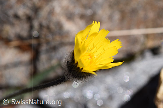 Photo: Hieracium piliferum. Blossom.