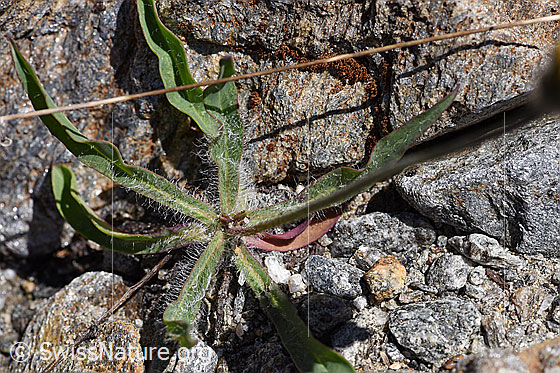 Photo: Hieracium piliferum. Leaves and stem.