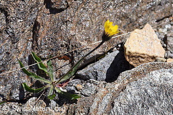 Photo: Hieracium piliferum. Whole plant (habiti).