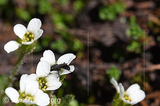 Foto: Mannsschild-Steinbrech (Saxifraga androsacea). Blüten.
