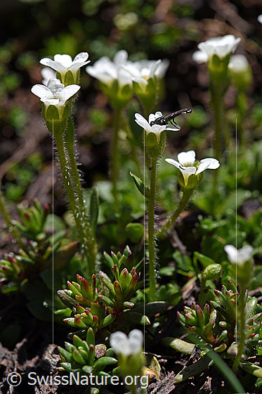 Mannsschild-Steinbrech (Saxifraga androsacea)