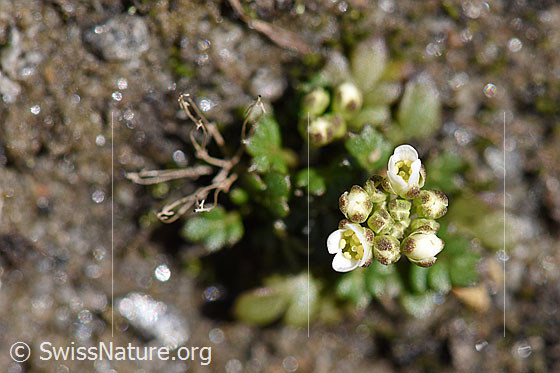 Foto: Bläuliche Gänsekresse (Arabis caerulea). Blüten. Ansicht von oben.