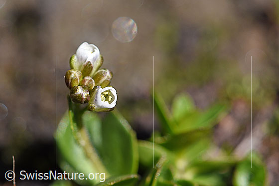 Foto: Bläuliche Gänsekresse (Arabis caerulea). Blüten. Ansicht von der Seite.