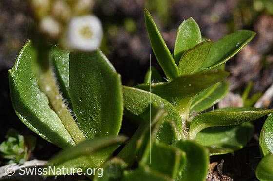 Foto: Bläuliche Gänsekresse (Arabis caerulea). Blätter und Stängel.