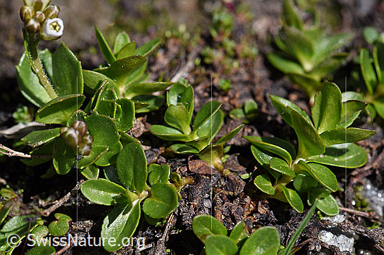 Foto: Bläuliche Gänsekresse (Arabis caerulea). Ganze Pflanze (Habitus).