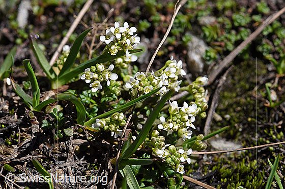 Foto: Alpen-Gämskresse (Pritzelago alpina). Ganze Pflanze.
