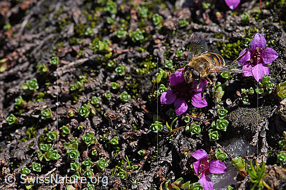 Foto: Mistbiene (Eristalis tenax) auf gegenblättrigem Steinbrech (Saxifraga oppositifolia). Ansicht von oben.