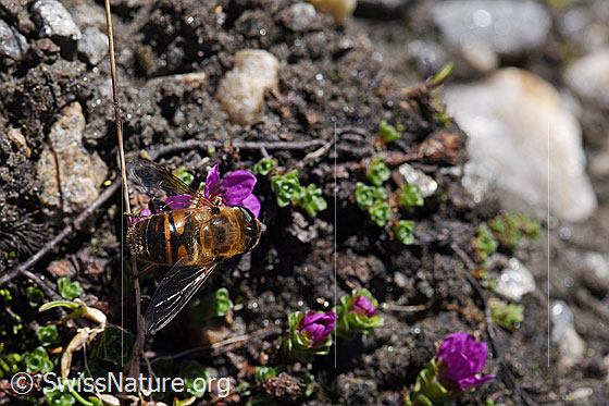Photo: Eristalis tenax on Saxifraga oppositifolia. View from above.