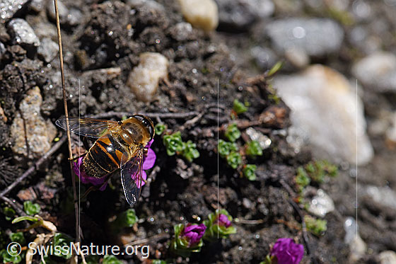 Foto: Mistbiene (Eristalis tenax) auf gegenblättrigem Steinbrech (Saxifraga oppositifolia). Ansicht von oben.