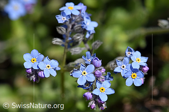 Foto: Wahrscheinlich Alpen-Vergissmeinnicht (Myosotis alpestris). Blüten.