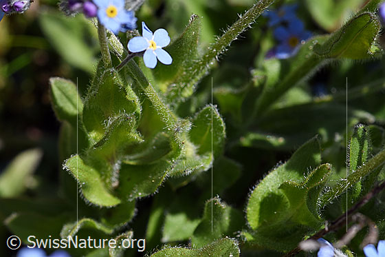 Foto: Wahrscheinlich Alpen-Vergissmeinnicht (Myosotis alpestris). Blätter und Stängel.