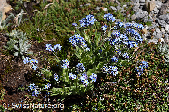 Photo: Probably Myosotis alpestris. Whole plant (habiti).