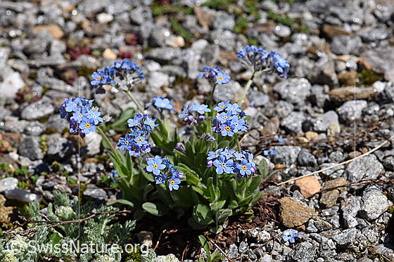 Photo: Probably Myosotis alpestris. Whole plant (habiti).