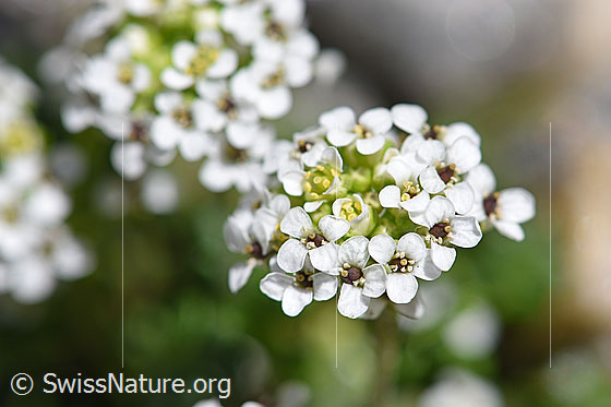 Foto: Alpen-Gämskresse (Pritzelago alpina). Blüten.