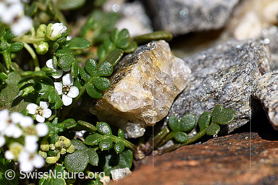 Foto: Alpen-Gämskresse (Pritzelago alpina). Blätter.