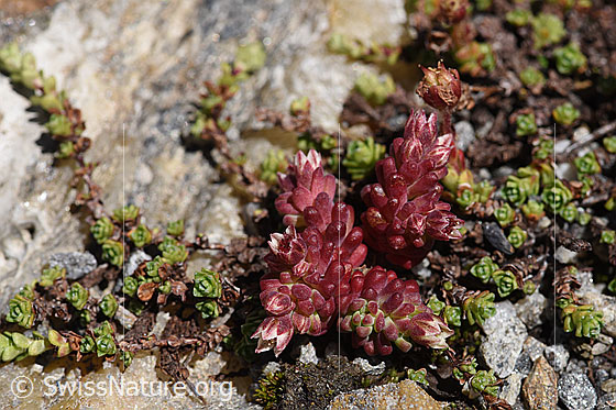 Foto: Dunkler Mauerpfeffer (Sedum atratum). Ganze Pflanze