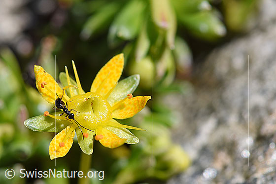 Foto: Wahrscheinlich Gelis agilis (Schlupfwespe) auf Blüte des Bewimperten Steinbrech (Saxifraga aizoides). Körperlänge ca. 7-9mm.