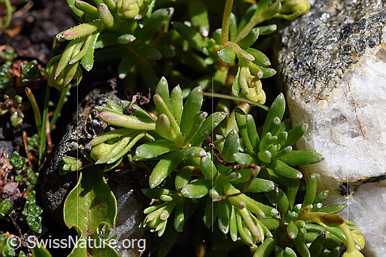 Foto: Bewimperter Steinbrech (Saxifraga aizoides). Blätter.