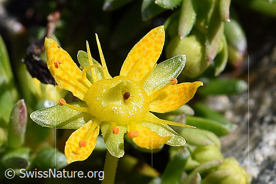 Foto: Bewimperter Steinbrech (Saxifraga aizoides). Blüte.
