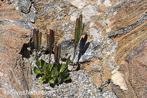 Foto: Bläuliche Gänsekresse (Arabis caerulea). Ganze Pflanze mit Früchten (Habitus).