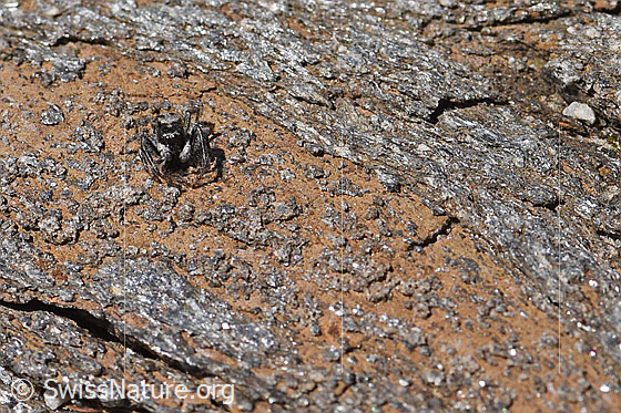 Foto: Wahrscheinlich Attulus longipes (Springspinne) auf Fels (Bündner Schiefer). Männchen. Ansicht von vorne.