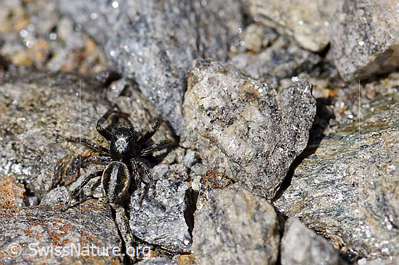 Foto: Wahrscheinlich Attulus longipes (Springspinne) auf Steinen. Männchen. Ansicht von oben.