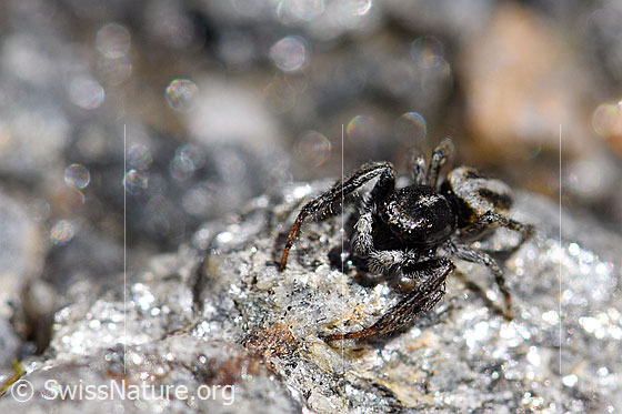 Attulus longipes (Springspinne)