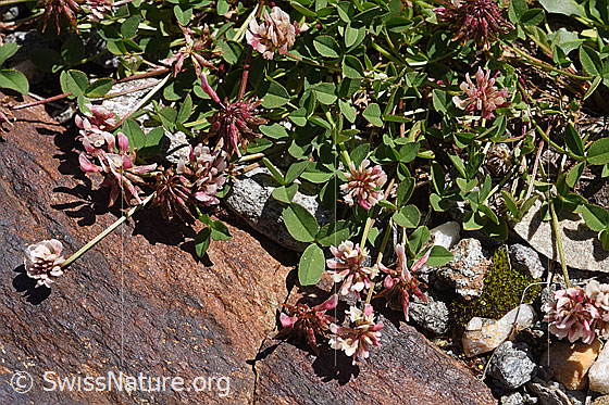 Foto: Bleicher Klee (Trifolium pallescens). Blüten, Stängel und Blätter.