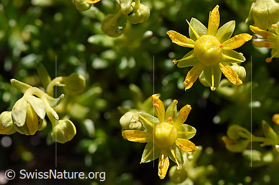Foto: Bewimperter Steinbrech (Saxifraga aizoides). Blüten.