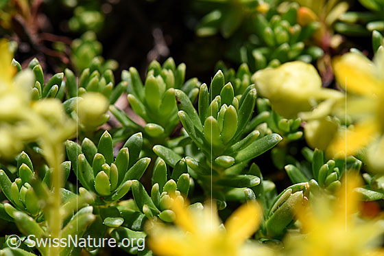 Foto: Bewimperter Steinbrech (Saxifraga aizoides). Blätter.