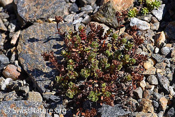 Foto: Zweiblütiger Steinbrech (Saxifraga biflora). Bald verblühte Blüten und Blätter. Ganze Pflanze.