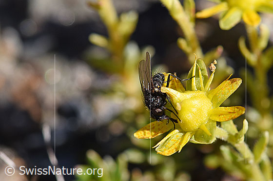 Foto: Wahrscheinlich Zaphne ambigua (Blumenfliege) auf Bewimpertem Steinbrech (Saxifraga aizoides). Ansicht von schräg vorne.