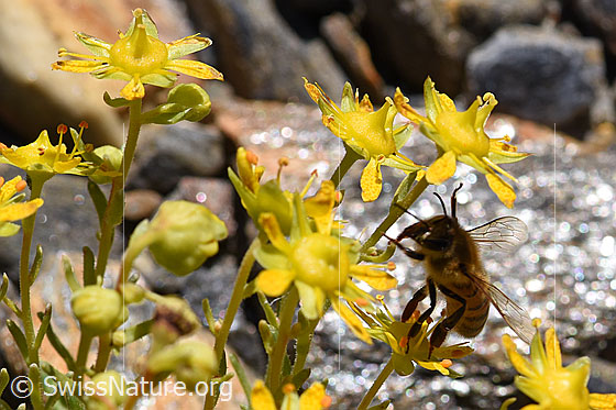 Foto: Italienische Biene (Apis mellifera ligustica) an Bewimperter Steinbrech (Saxifraga aizoides). Alias: Italiener-Biene. Länge 11-13mm.