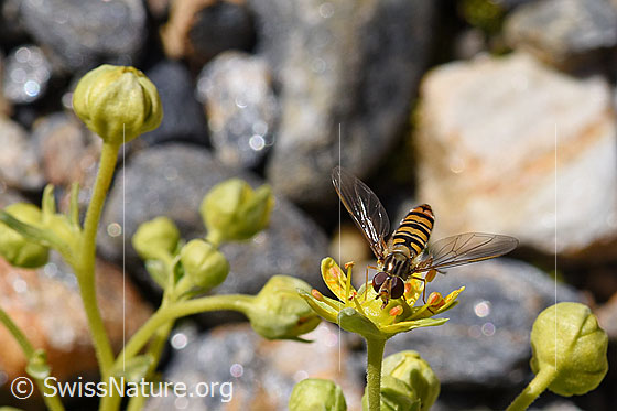 Foto: Hainschwebfliege (Episyrphus balteatus) auf bewimpertem Steinbrech (Saxifraga aizoides). Ansicht von vorne oben, Flügel geöffnet. Männchen.