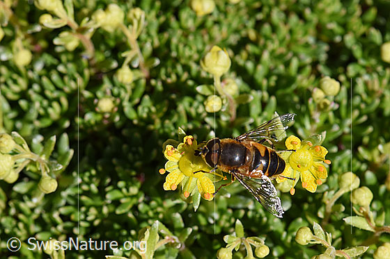 Foto: Mistbiene (Eristalis tenax) auf Bewimpertem Steinbrech (Saxifraga aizoides). Männchen.