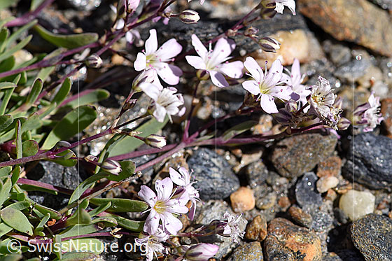 Foto: Kriechendes Gipskraut (Gypsophila repens). Blüten, Stängel und Blätter.