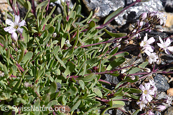 Foto: Kriechendes Gipskraut (Gypsophila repens). Blätter.