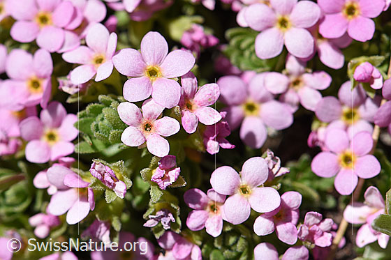 Foto: Alpen-Mannsschild (Androsace alpina). Blüten und Blatt-Rosettchen.