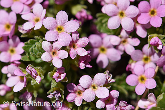 Foto: Alpen-Mannsschild (Androsace alpina). Blüten und Blatt-Rosettchen.