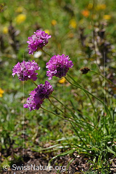 Foto: Alpen-Pechnelke (Silene suecica). Ganze Pflanze (Habitus).
