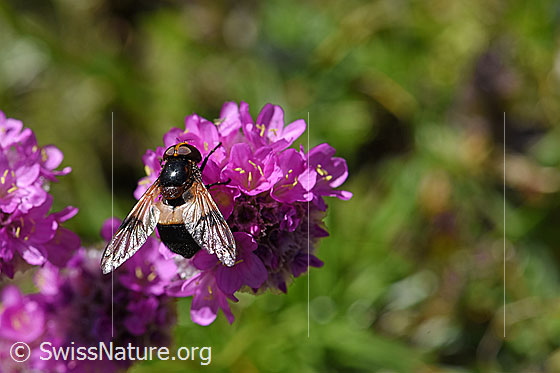 Photo: Volucella pellucens on Silene suecica. Female. Length 12 - 18mm. View from diagonally above.