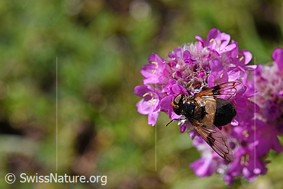 Foto: Gemeine Waldschwebfliege (Volucella pellucens) auf Alpen-Pechnelke (Silene suecica). Weibchen. Länge 12 - 18mm. Ansicht von oben.