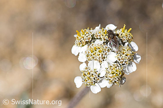 Photo: Achillea nana. Blossom.