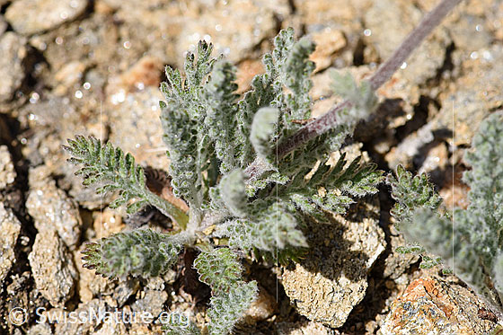 Foto: Zwerg-Schafgarbe (Achillea nana). Blätter und Stängel.