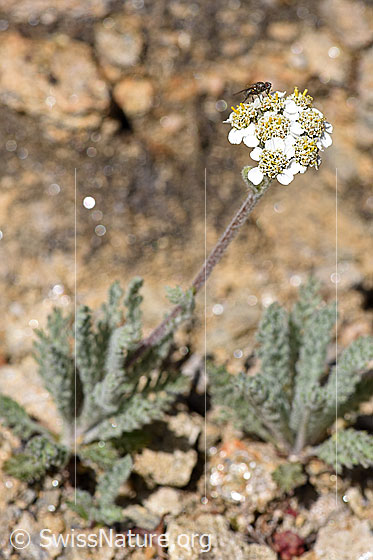 Photo: Achillea nana. Whole plant (habiti).