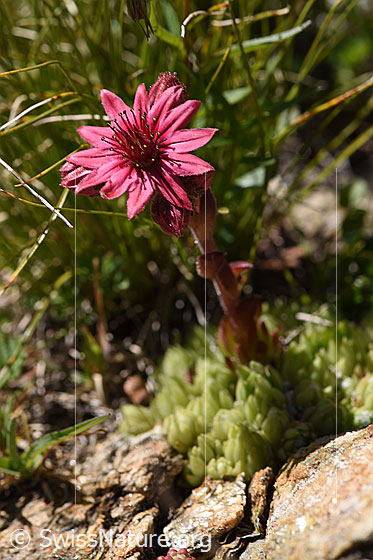 Foto: Spinnweb-Hauswurz (Sempervivum arachnoideum). Ganze Pflanze (Habitus).