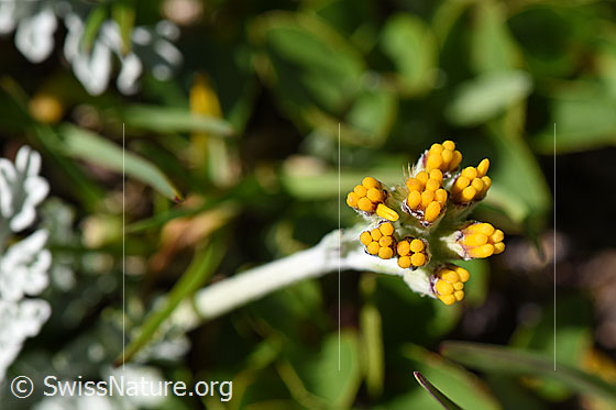 Photo: Senecio incanus. Flowers shortly before opening.